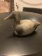 Antique Vintage Duck Decoy Glass Eyes Wood Very Old