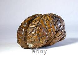 Old Antique Anatomical Model of a Human Brain Circa 18th Century, One of a Kind