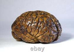 Ancien Modèle Anatomique Antique D'un Cerveau Humain Vers Le 18ème Siècle, L'un D'un Genre