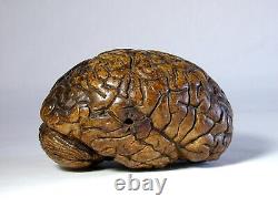 Ancien Modèle Anatomique Antique D'un Cerveau Humain Vers Le 18ème Siècle, L'un D'un Genre