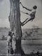 Antique Vintage Old Photo Postcard Autochtones Hommes Man Climbing Tree Et Enfant
