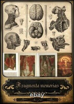 Tarot Vieille Médecine Millésime Anatomie Chirurgie Antique Apothicaire Cartes Humaines Médicales